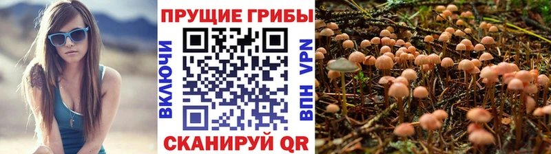 купить наркотики цена  Будённовск  МЕГА ССЫЛКА  Псилоцибиновые грибы Psilocybe 
